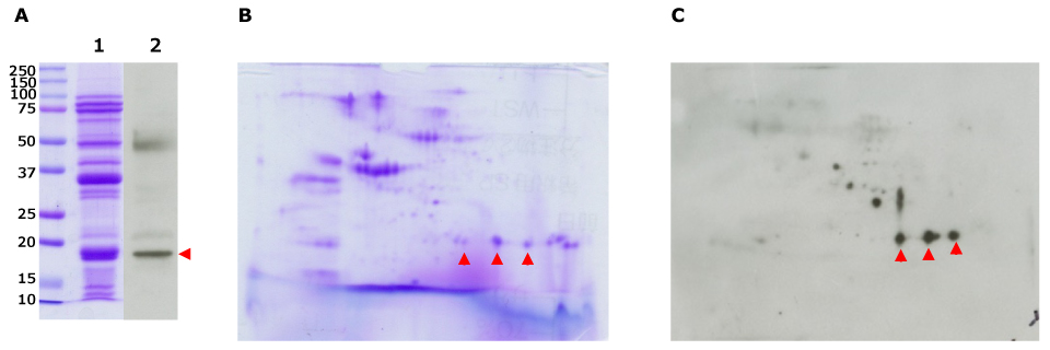 Soybean Extract Immunodetection Separation and immunodetection of soybean allergens using our Auto2D® system.