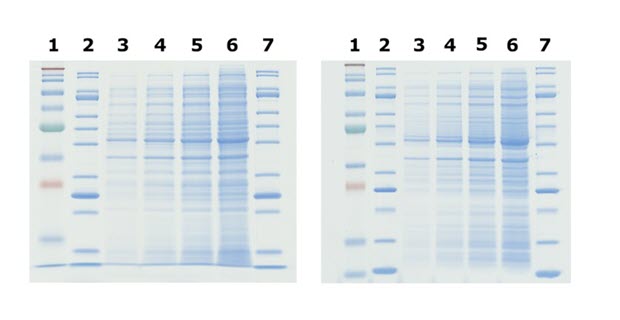 Sharper bands are observed in Bis-Tris gels compared to tris-glycine gels.