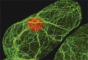Immunofluorescence. Arabidopsis suspension cells labeled with the Monoclonal Anti-Actin