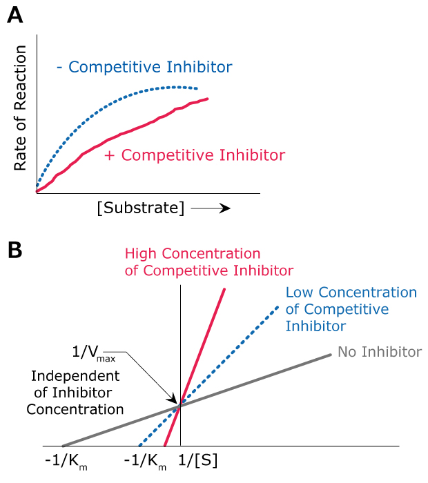 Competitive Inhibition Kinetics Lineweaver-Burk plots showing the kinetics of competitive inhibition including the effects of high concentration of competitive inhibitor, low concentration of competitive inhibitor, and no inhibitor on Vmax and Km.