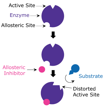 Allosteric Inhibition A diagram showing allosteric inhibition including how the allosteric inhibitor binds to a site other than the active site of the enzyme to distort the active site and stop the substrate from binding.