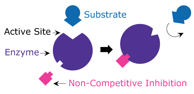 Non-Competitive Inhibition Diagram showing non-competitive inhibition including how the non-competitive inhibitor binds to a site other than the active site of the enzyme to stop the substrate from binding.