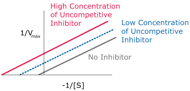 Uncompetitive Inhibition Kinetics Lineweaver-Burk plots showing the kinetics of uncompetitive inhibition, including how the lines are parallel and just shifted over for high concentration of uncompetitive inhibitor, low concentration of uncompetitive inhibitor, and no inhibitor.