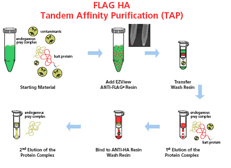 FLAG HA Tandem affinity purification (TAP) FLAG HA Tandem affinity purification (TAP)