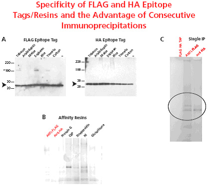 Specificity of FLAG and HA Epitope Tags/Resins Specificity of FLAG and HA Epitope Tags/Resins