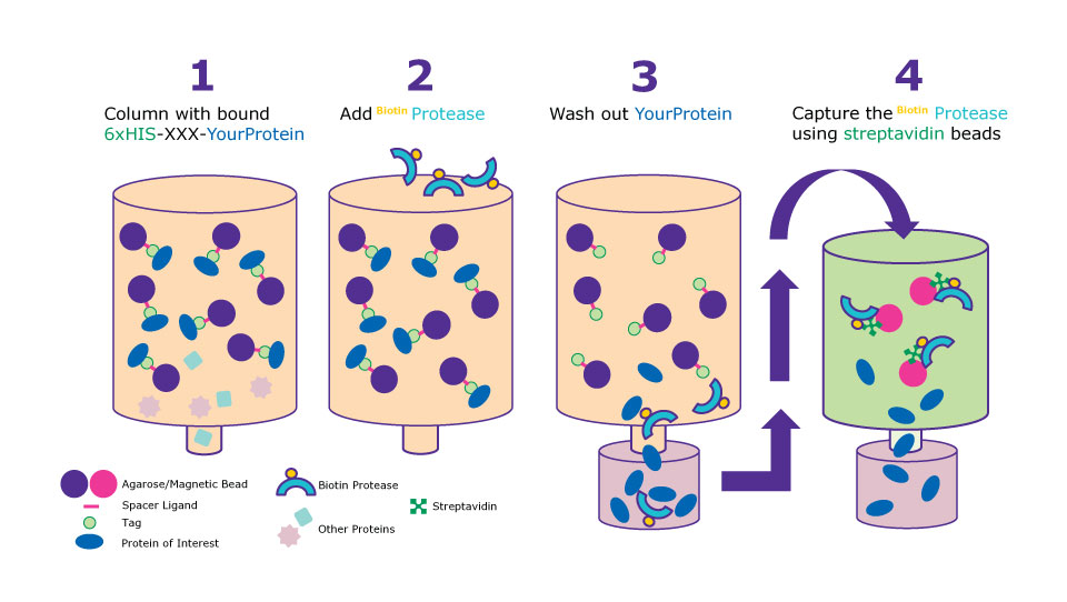 Biotinylated-protein tag removal proteases Proteases for on-column cleavage and removal of biotinylated-protein tags.