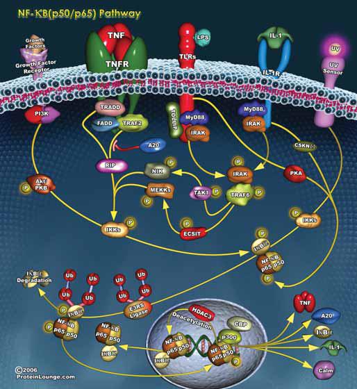 Many diverse stimuli utilize intracellular signaling Many diverse stimuli utilize intracellular signaling