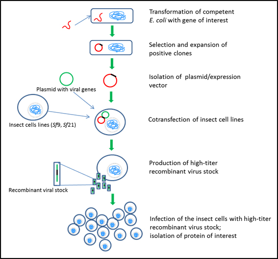 Insect cell expression systems