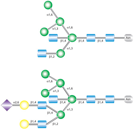 Glycobiology_Manual_Sec1 双触角(上图)和三触角(下图)杂合聚糖