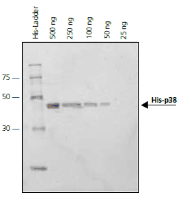 p38-MAPK protein