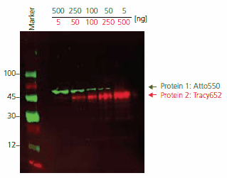 Immunoblot detection of Protein 1 and Protein 2 