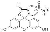 荧光素