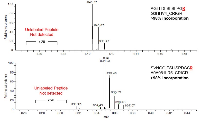 Incorporation of SIL for two peptides from CHO proteins. Incorporation of SIL for two peptides from CHO proteins.