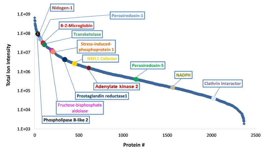 Identified SIL-CHO proteins arranged by relative abundance based on total ion intensity. Identified SIL-CHO proteins arranged by relative abundance based on total ion intensity.