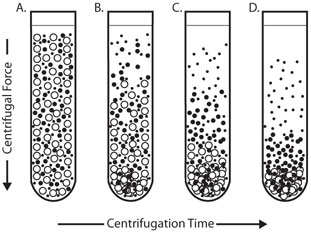 Differential Centrifugation Differential Centrifugation