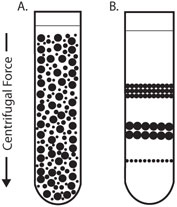 Centrifugation Isopycnic Centrifugation