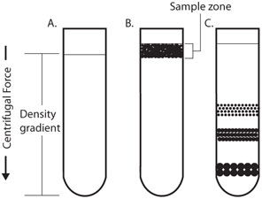 Centrifugation Rate-Zonal Centrifugation