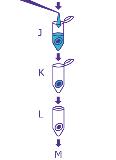 Last step of the In-Gel Deglycosylation workflow starting with washing the gel slice with water, removing liquid, and drying the gel slice. Last step of the In-Gel Deglycosylation workflow starting with washing the gel slice with water, removing liquid, and drying the gel slice.