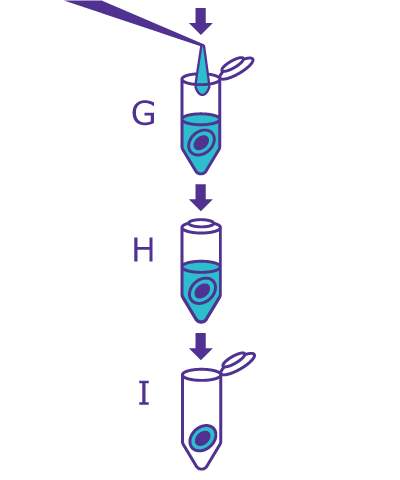 4th part of the In-Gel Deglycosylation workflow starting with adding water and incubating, then removing the glycan-containing supernatant. 4th part of the In-Gel Deglycosylation workflow starting with adding water and incubating, then removing the glycan-containing supernatant.