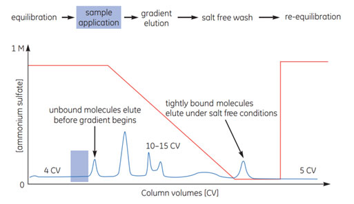 Typical HIC gradient elution.