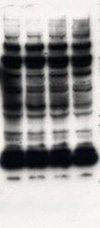 Western Blot Analysis of Immunoprecipitation (IP-Western) High background, leading to nonspecific bands on Western blot