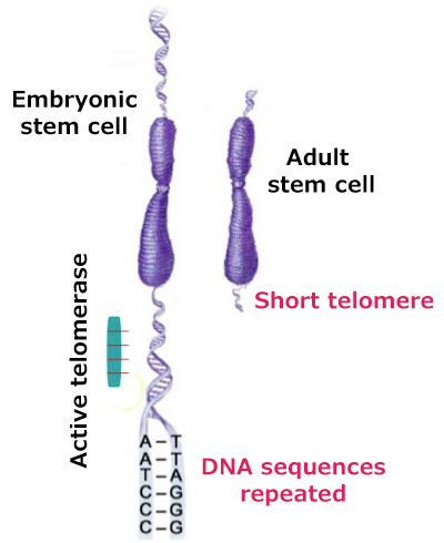Active Telomerase Activity (Hallmark of Cancer Enabling Replicative Immortality) Active telomerase activity related to the hallmark of cancer enabling replicative immortality. On the left is an embryonic stem cell with an active telomerase adding repeated DNA sequences (hexameric, or TTAGGG). On the right is an adult stem cell with a short telomere.