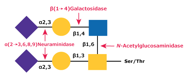 β(1-4)-Galactosidase and β-N-Acetylglucosaminidase Hydrolysis Diagram showing the removal of β(1→4)-galactose (Gal) residues using β(1→4)-galactosidase and removal of N-acetylglucosamine (GlcNAc) using N-acetylglucosaminidase.