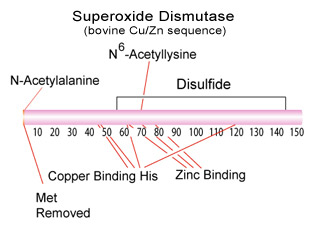 Superoxide Dismutase Structure Superoxide Dismutase Structure