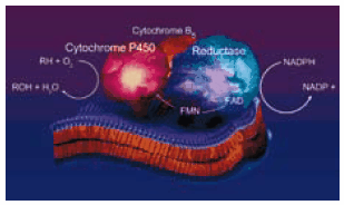 hepatic microsomal cytochrome P450 hepatic microsomal cytochrome P450