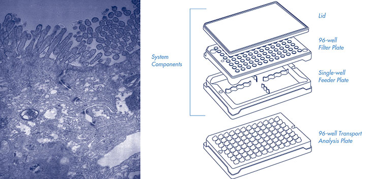 Drug transport assays in a 96-well system: reproducibility and correlation to human absorption