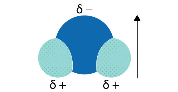 Polarity of a water molecule 水分子极性示意图,显示氧原子带部分负电荷(δ-),两个氢原子带部分正电荷(δ+),并以箭头标明偶极矩方向。