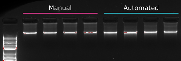 Manual vs Automated DNA Samples 4 blood DNA samples run on 1% agarose gel using the GenElute™-E blood DNA extraction kit manually vs automated on the AAW™ workstation. Results look similar between the samples.