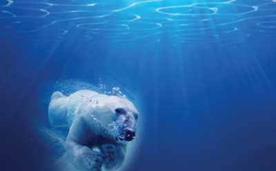 Avanti Research™ swimming polar bear A polar bear, the Avanti Research™ mascot, swimming in blue water with light filtering down.