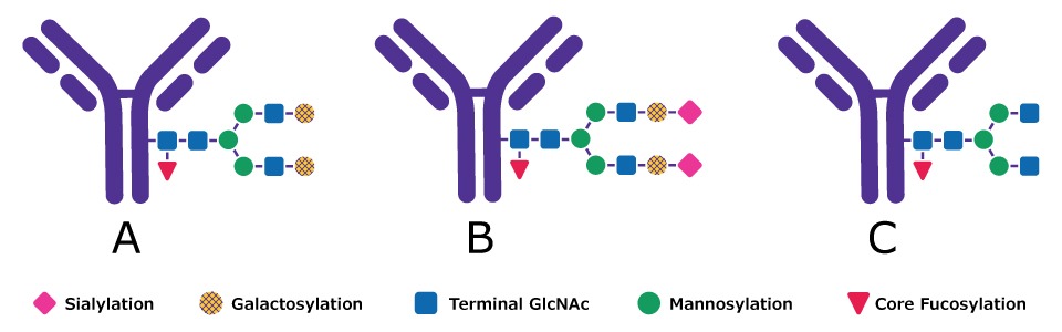 mAbs are modified by the addition of a variety of glycans. The image shows different possible modifications achieved with a targeted feeding strategy including terminal galactosylation, sialylation, and terminal N-acetylglucosamine.