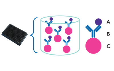 Capture step of the MILLIPLEX® multiplex assay workflow based on the Luminex® xMAP® bead-based multiplex assay platform. Shows the sample attached to the capture antibody attached to the Luminex® MagPlex® bead. Capture step of the MILLIPLEX® multiplex assay workflow based on the Luminex® xMAP® bead-based multiplex assay platform. Shows the sample attached to the capture antibody attached to the Luminex® MagPlex® bead.