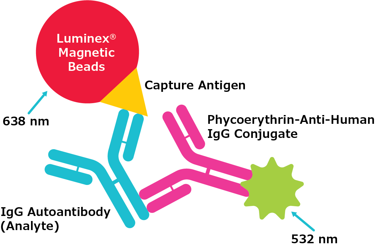 Depiction of the MILLIPLEX® autoantibody panel assay method. This represents a capture antigen method, with the Luminex® magnetic bead, capture antigen, IgG autoantibody (analyte), and phycoerythrin-anti-human IgG conjugate.