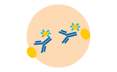 Illustration depicting two fluorescent-labeled antibody/analyte complexes within a beige circle representing the interrogation window.