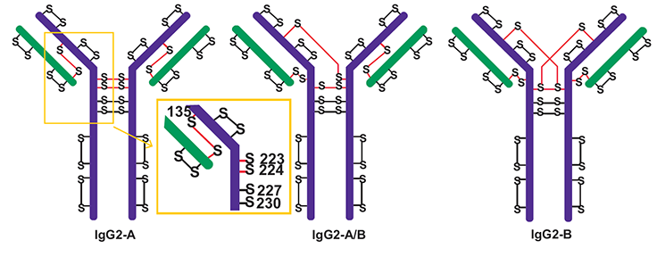 Three major disulfide isoforms of IgG2 antibodies, labeled IgG2-A, IgG2-A/B, and IgG2-B. Each isoform is depicted as a Y-shaped structure with green and purple regions connected by disulfide bonds, marked as “S-S”. The inset in a yellow square highlights the amino acid numbers of the cysteines in the hinge region, specifically 131, 133, 223, 225, and 227. Cysteines involved in disulfide bond scrambling are indicated by an “S” with a red connecting line. Adapted from Reference 4.
