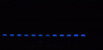 Developed plate at 366 nm Developed plate at 366 nm