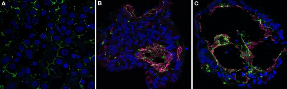 Actin Staining in Small Intestine Tissue and Colon Organoids All three images show lots of small circles that represent the nuclei and small lines that traverse the image representing the membrane staining. In images B and C thicker lines that represent the actin cytoskeleton in the colon organoid sections.