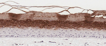 In-Vitro Organotypic Skin Culture c <b>C</b>. In-Vitro Organotypic Skin Culture