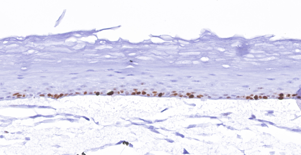 Millicell Skin H&E Organotypic skin models contain actively proliferating keratinocytes. (A)