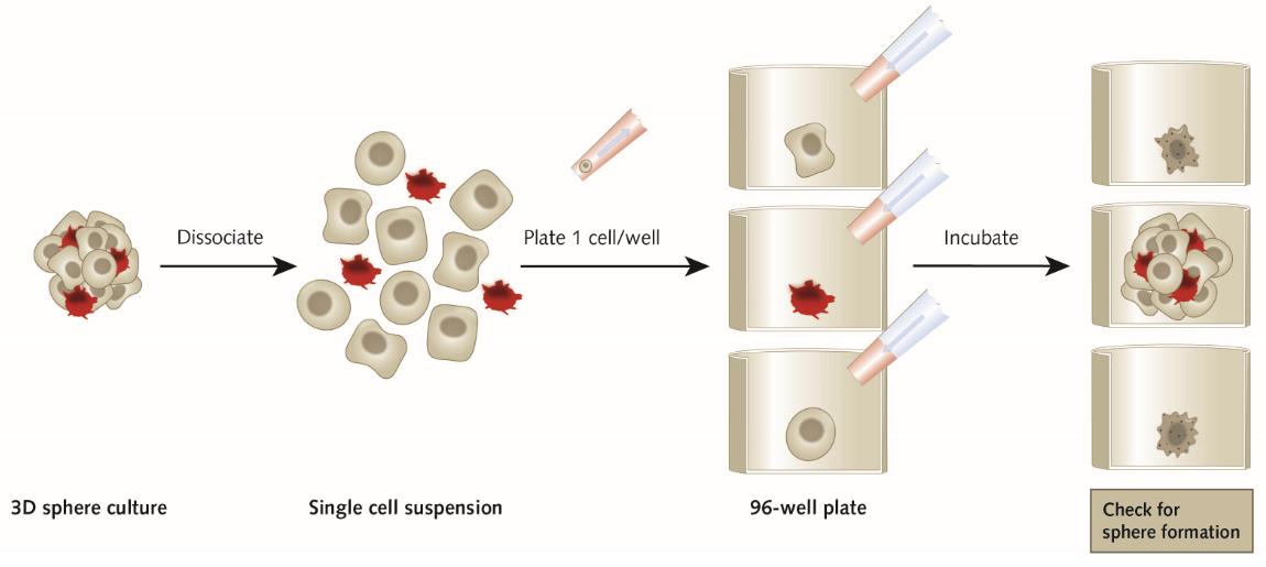 Overview of the spheroid formation assay protocol