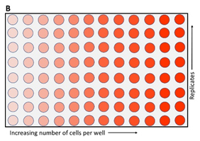Protocol Guide: XTT Assay for Cell Viability and Proliferation Metabolism of XTT to a water-soluble orange colored formazan salt by viable cells