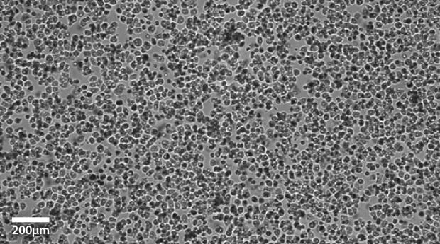 Primary hepatocytes imaged at 10x Primary hepatocytes imaged at 10x