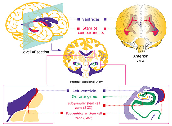 Regions of neurogenesis in the mammalian brain. Regions of neurogenesis in the mammalian brain.