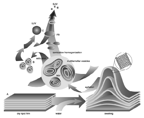 图片来源:Lasic, D.D., Recherche 20, 904, 1989 图片来源:Lasic, D.D., Recherche 20, 904, 1989
