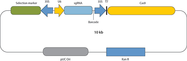 用于基因枪或原生质体转化的CRISPR/Cas9构建体的基本结构。