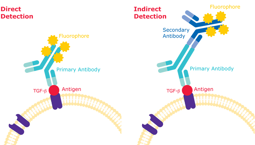 Flow Cytometry: Direct Detection vs Indirect Detection Differences in direct detection vs indirect detection methods in flow cytometry.