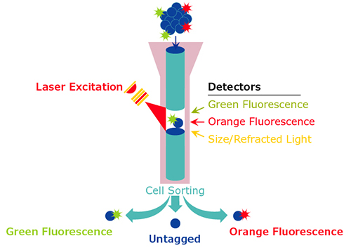 Flow Cytometry Diagram Diagram of typical flow cytometric analysis with laser excitation and detectors.